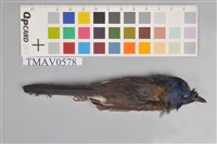 藏品(黑枕藍鶲)的圖片